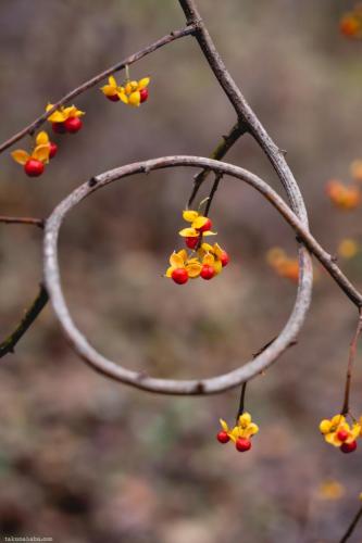 2018 - Mortons Arboretum